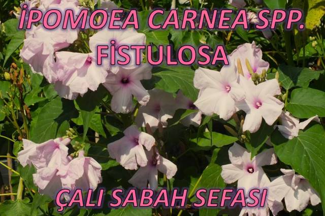 uploads/02072024151707/ipomoea carnea spp. fistulosa 7.JPG